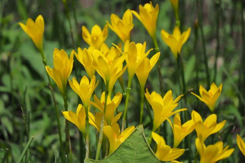 zephyranthes citrina​