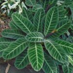 calathea zebrina​