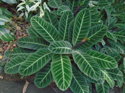 calathea zebrina​