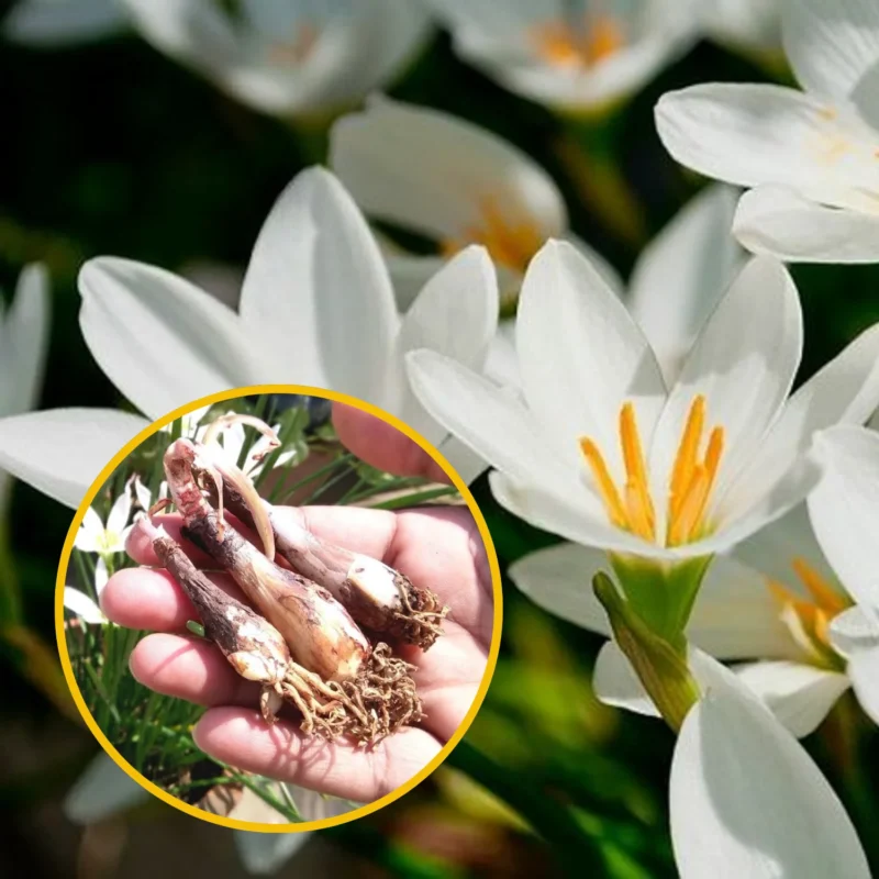 zephyranthes candida
