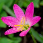 zephyranthes grandiflora
