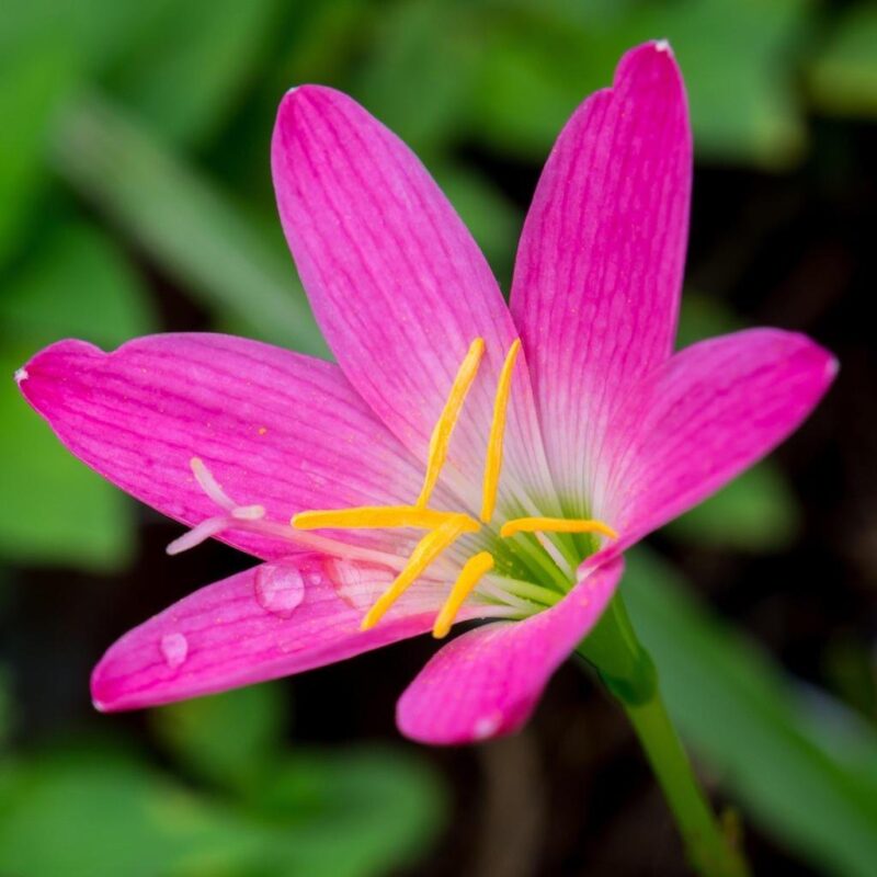 zephyranthes grandiflora