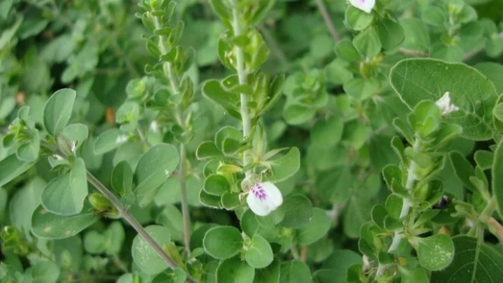 thavasi murungai thavasi murungai