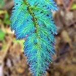 Selaginella willdenowii