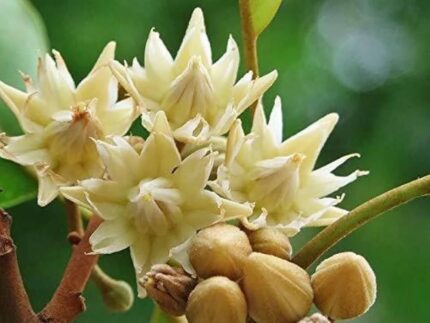 mimusops elengi tree​