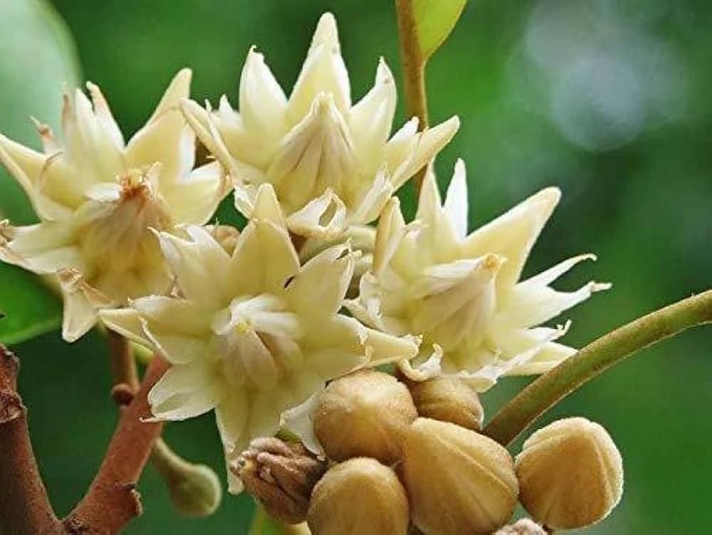 mimusops elengi tree mimusops elengi tree