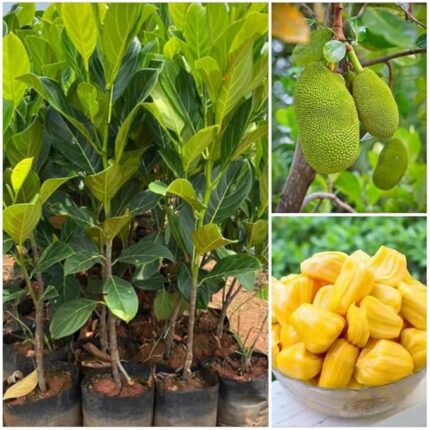 artocarpus heterophyllus​