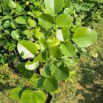 pterocarpus santalinus