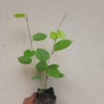 creeper with white flowers​