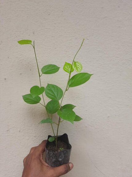 creeper with white flowers​
