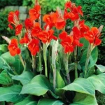 red canna lily