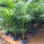 dypsis lutescens​