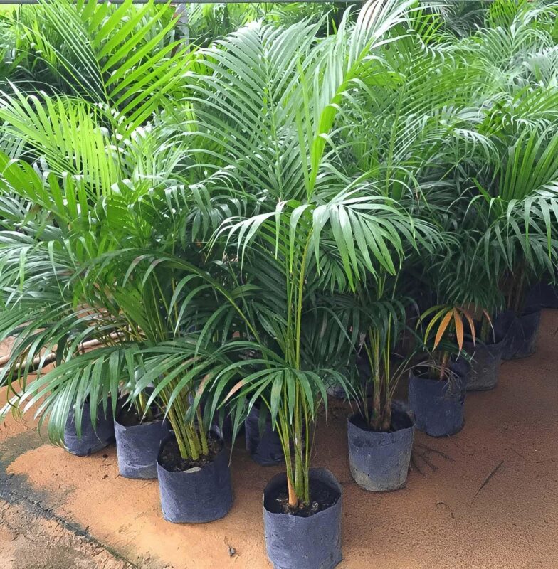 dypsis lutescens​