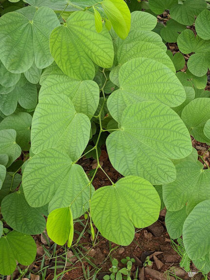 bauhinia purpurea​