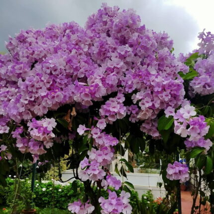 garlic vine plant​
