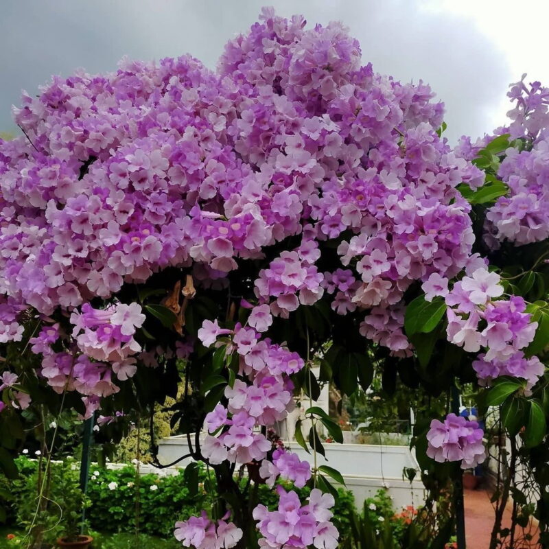 garlic vine plant​