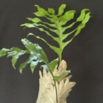 mudavattukal kilangu​