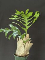 mudavattukal kilangu​