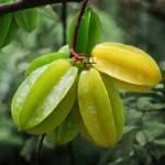 carambola