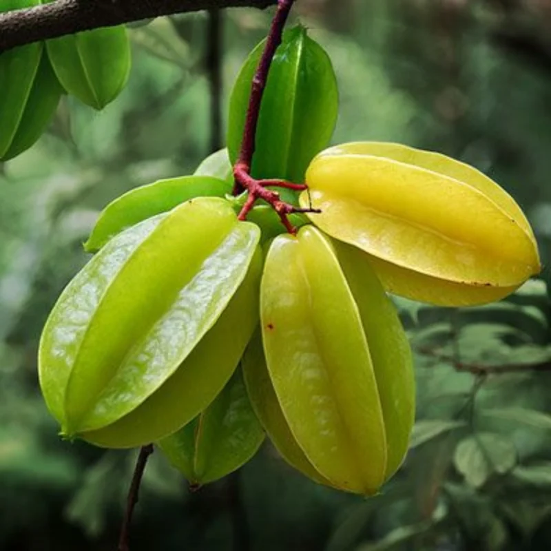 carambola