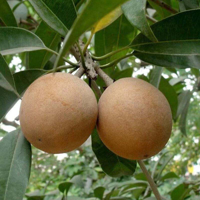 chiku fruit plant