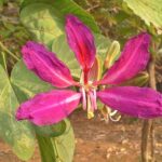 bauhinia purpurea​