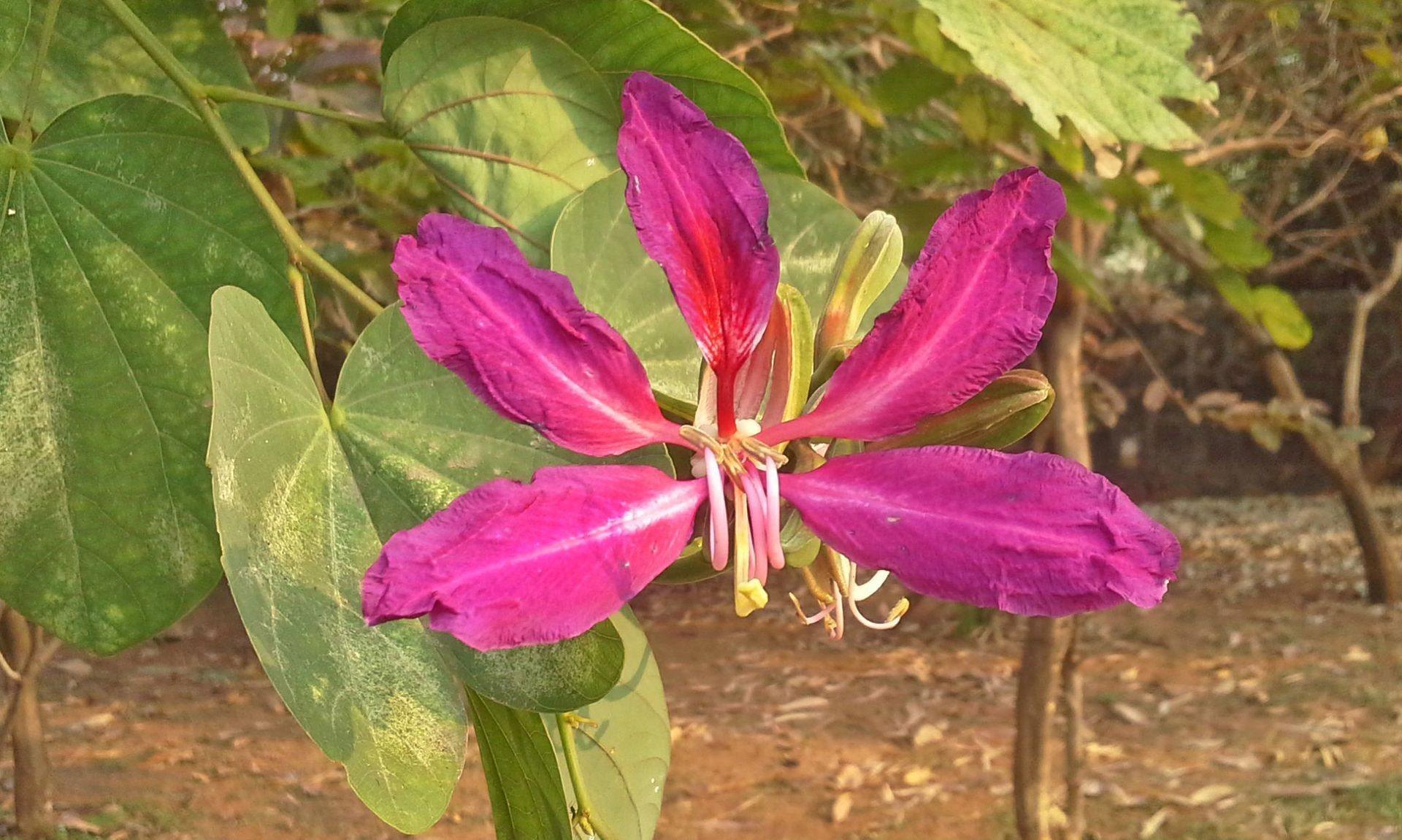 bauhinia purpurea bauhinia purpurea