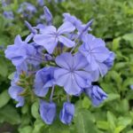 blue plumbago