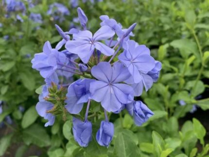 blue plumbago
