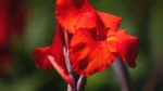 Most Beautiful Red Canna Lily Plant - Image 2