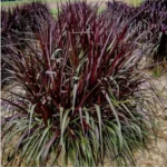 super napier grass