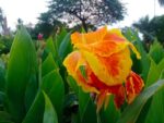 Most Pleasant Canna indica​ - Canna Lily Plant (கல்வாழை) - Image 2