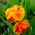 canna indica​