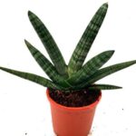 sansevieria cylindrica
