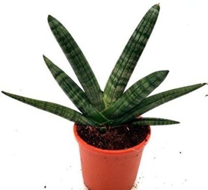 sansevieria cylindrica