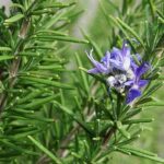 rosemary plant​