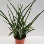 sansevieria