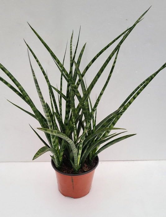 sansevieria