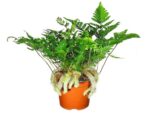 fern plant​