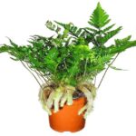 fern plant​