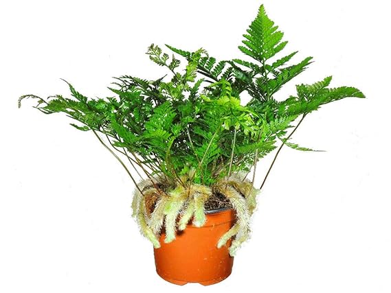 fern plant​