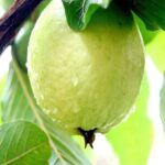 lucknow 49 guava