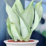 white snake plant