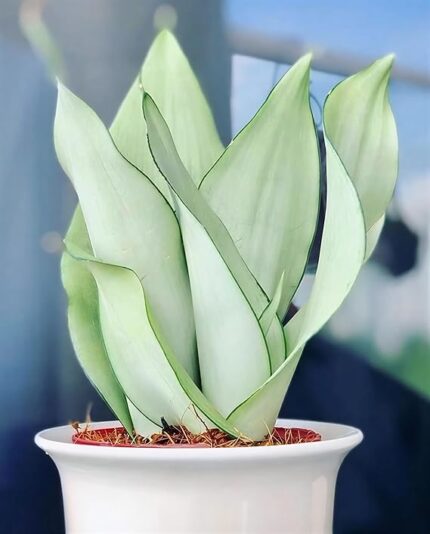 white snake plant