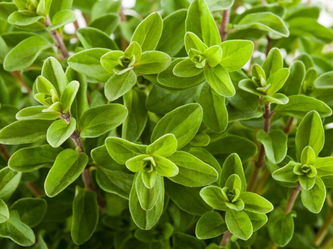 marjoram plant