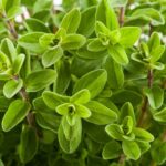marjoram plant