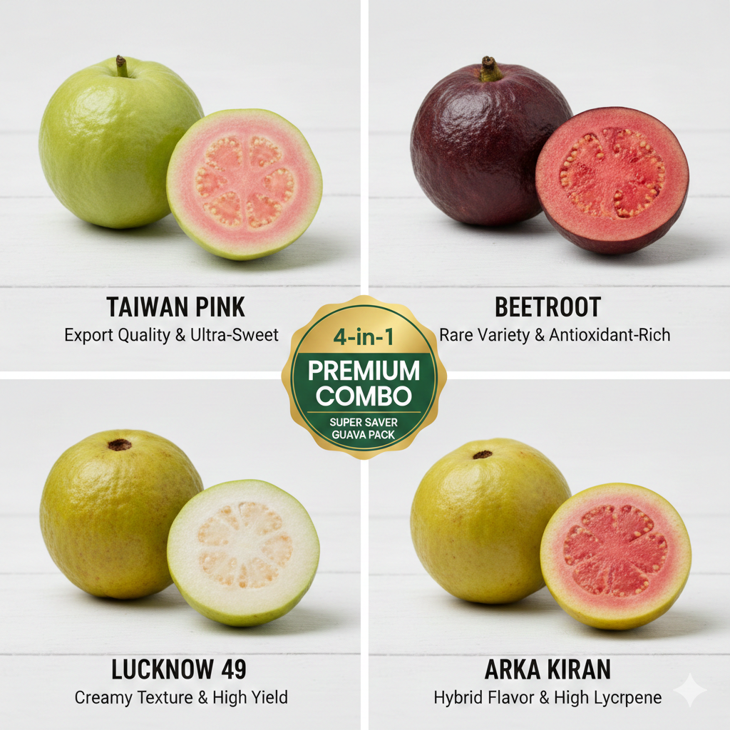 psidium guajava psidium guajava