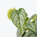 heart leaf philodendron