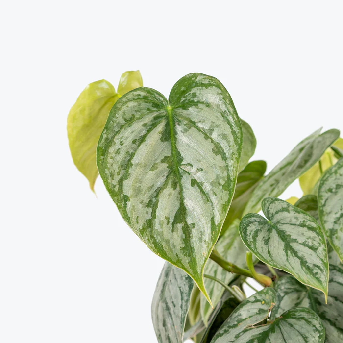 heart leaf philodendron