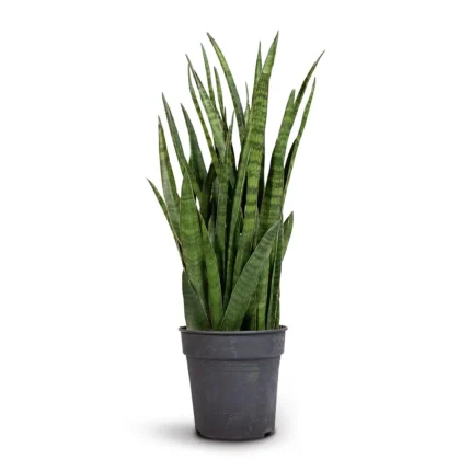 sansevieria snake plant​